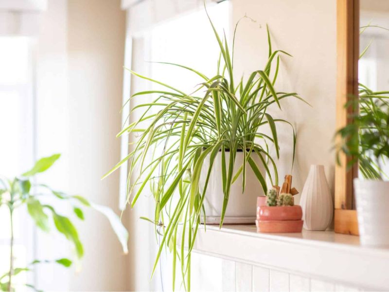 How to care for spiderwort