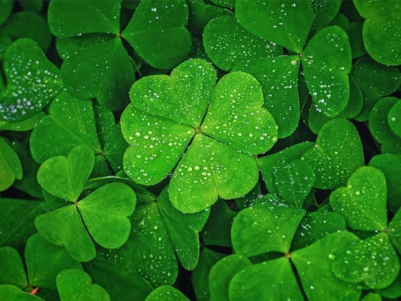 How to care for lucky grass