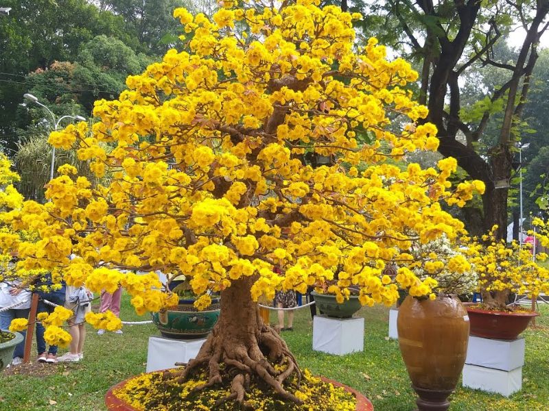 How to care for apricot blossom trees after Tet (Lunar New Year)