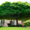 Shade trees in the garden