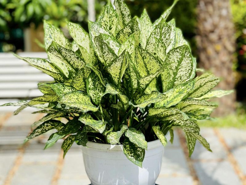 Jade Plant