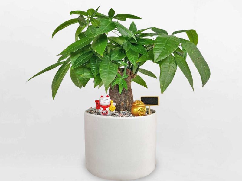 Money Tree