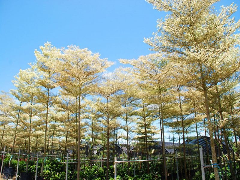 Taiwanese Terminalia