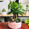 Indoor Plants