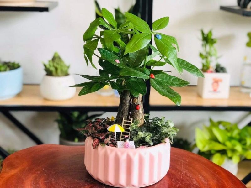Indoor Plants