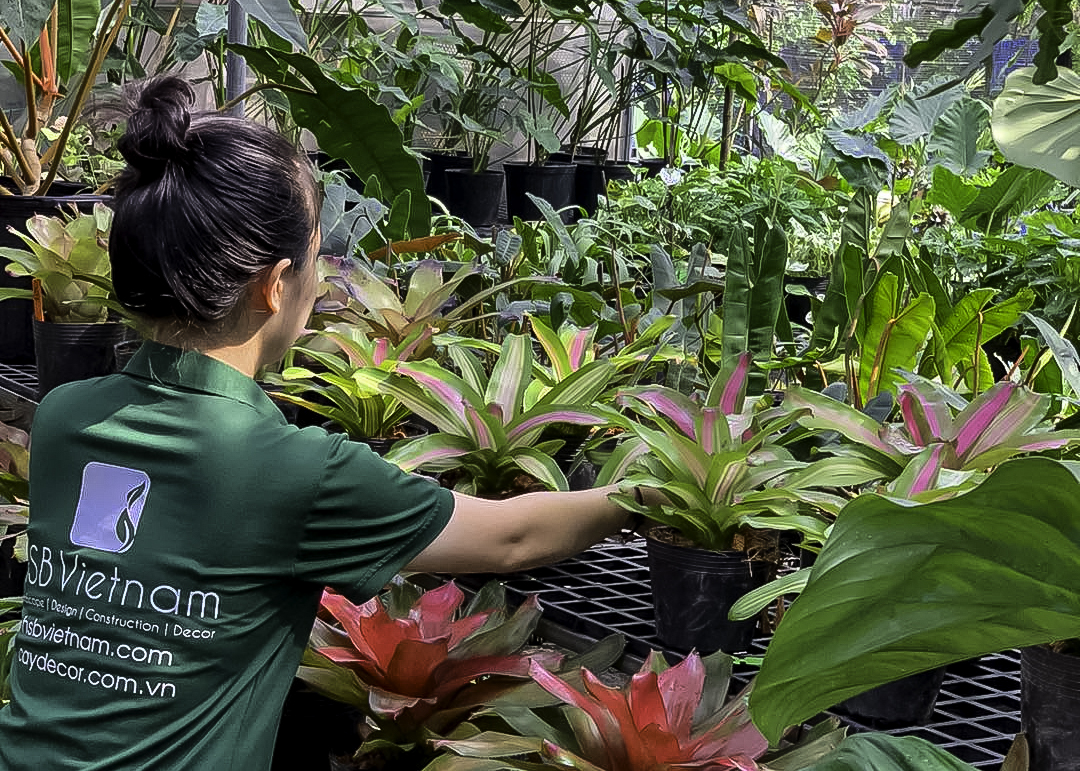 Vuon-uom-hsb-vietnam (1)