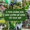 5 tips for garden care to welcome a vibrant Tet holiday.