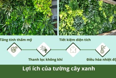 CÁCH TỰ LÀM TƯỜNG CÂY ĐƠN GIẢN TẠI NHÀ