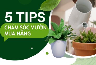 BÍ QUYẾT CHĂM SÓC VƯỜN VÀO MÙA NẮNG