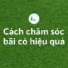 CÁCH CHĂM SÓC BÃI CỎ HIỆU QUẢ