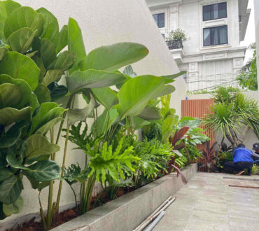 Landscape design and construction for townhouses.
