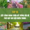 Top 15 woody landscaping trees suitable for planting on sidewalks in the Central Vietnam climate.