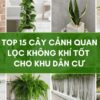 Landscape plants are good air purifiers for residential areas.