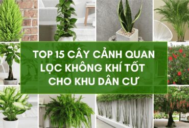 Cây Cảnh Quan Lọc Không Khí Tốt Cho Khu Dân Cư