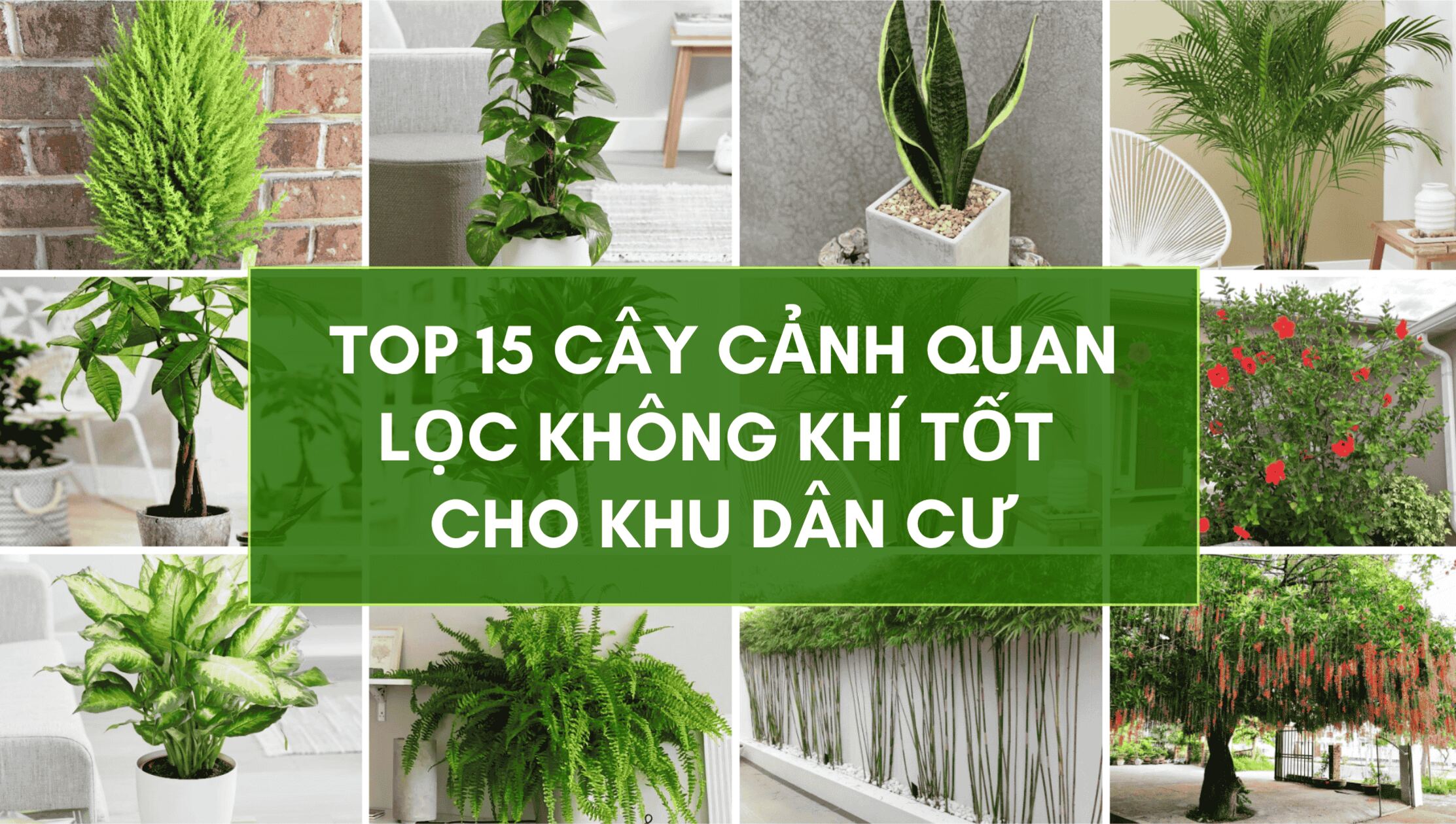 Cây Cảnh Quan Lọc Không Khí Tốt Cho Khu Dân Cư