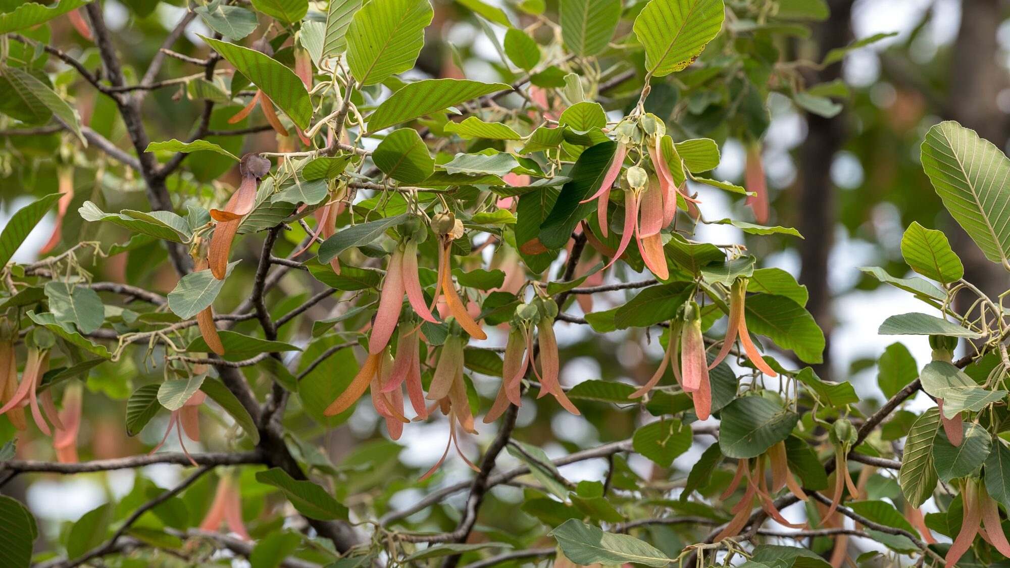 Woody Landscape Trees Suitable for Sidewalk Planting in Southern Vietnam's Climate