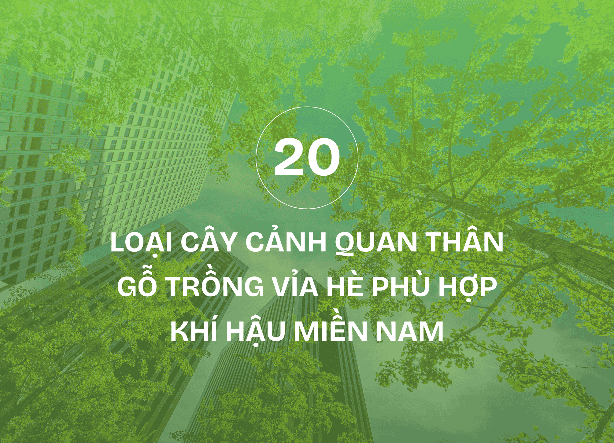 Cây Cảnh Quan Thân Gỗ Trồng Vỉa Hè Phù Hợp Khí Hậu Miền Nam