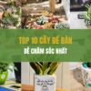 Top 10 easiest desk plants to improve concentration and care for.