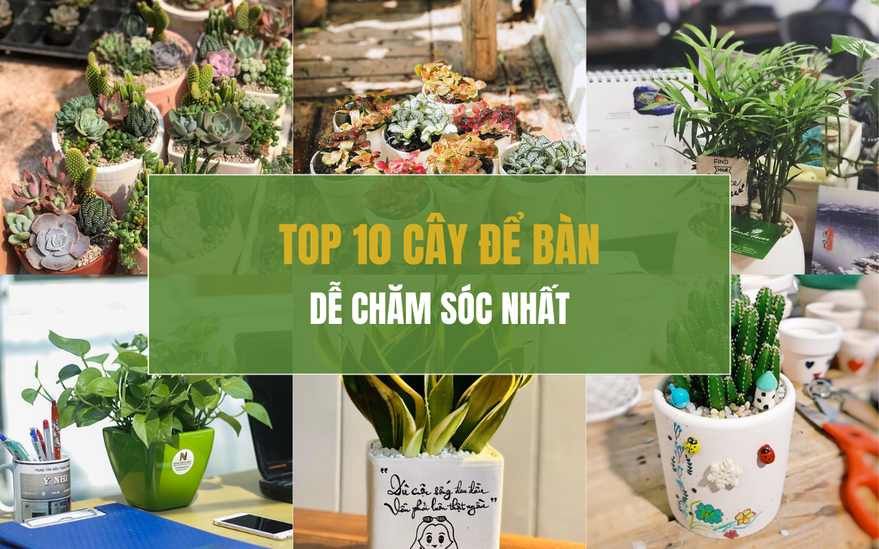 Top 10 loại cây để bàn giúp tăng tập trung, dễ chăm sóc nhất