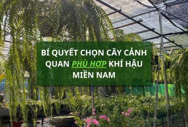 bí quyết chọn cây cảnh quan phù hợp khí hậu miền nam