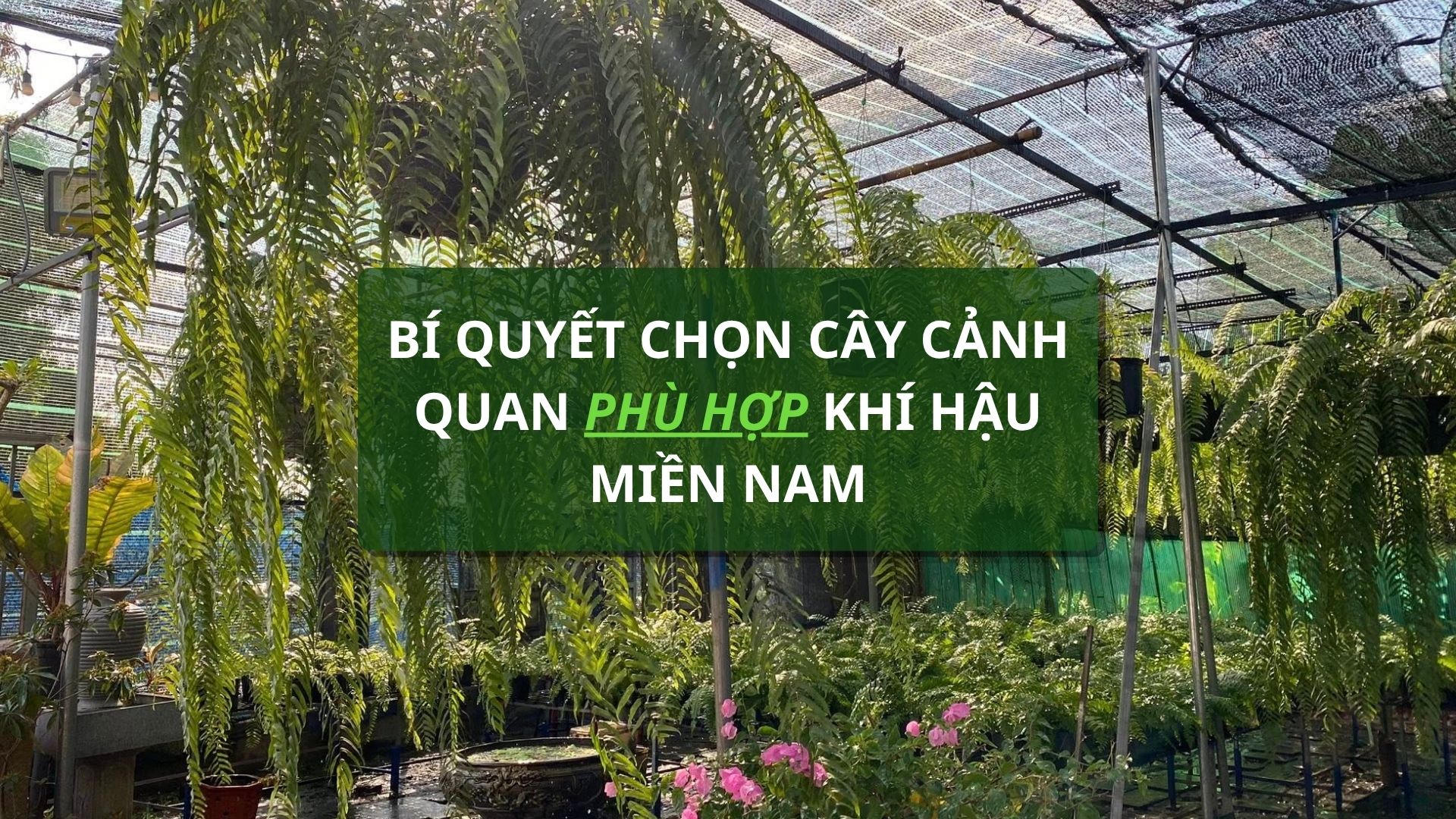 bí quyết chọn cây cảnh quan phù hợp khí hậu miền nam