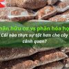 Phân hữu cơ vs phân hóa học: Cái nào thực sự tốt hơn cho cây cảnh quan?
