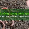 Đất sống trong cảnh quan là gì? Cách đọc "sức khỏe" đất sân vườn đúng