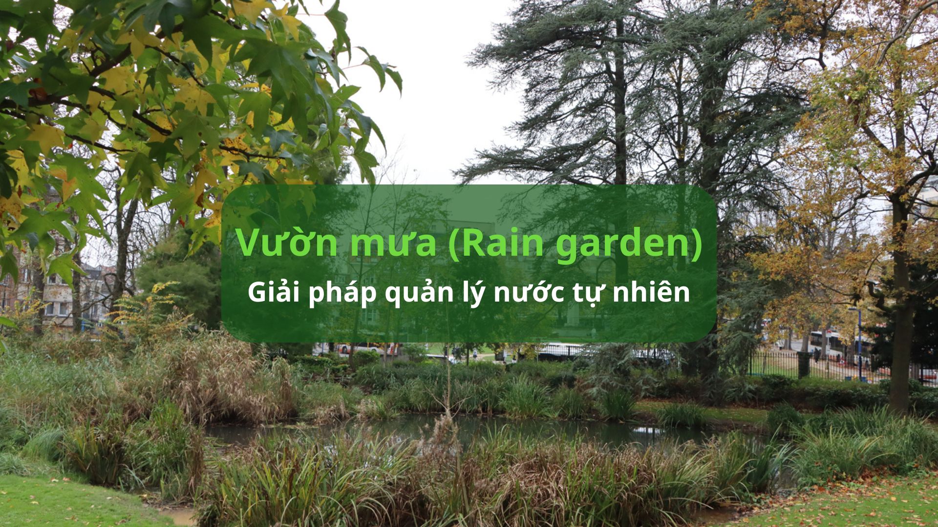 Vườn mưa