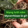 Mạng lưới nấm Mycorrhizae: "Internet" của rừng xanh dưới lòng đất