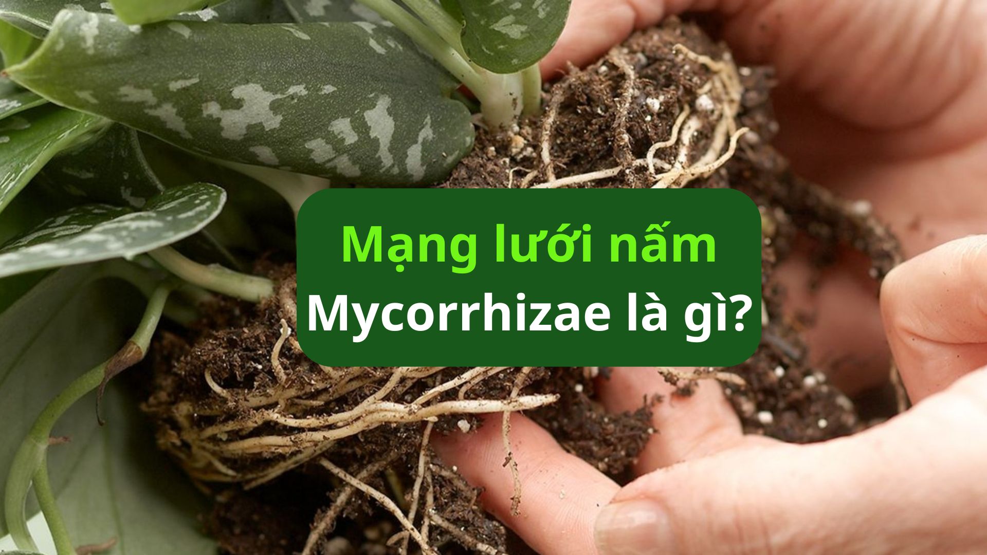 Mạng lưới nấm Mycorrhizae: "Internet" của rừng xanh dưới lòng đất