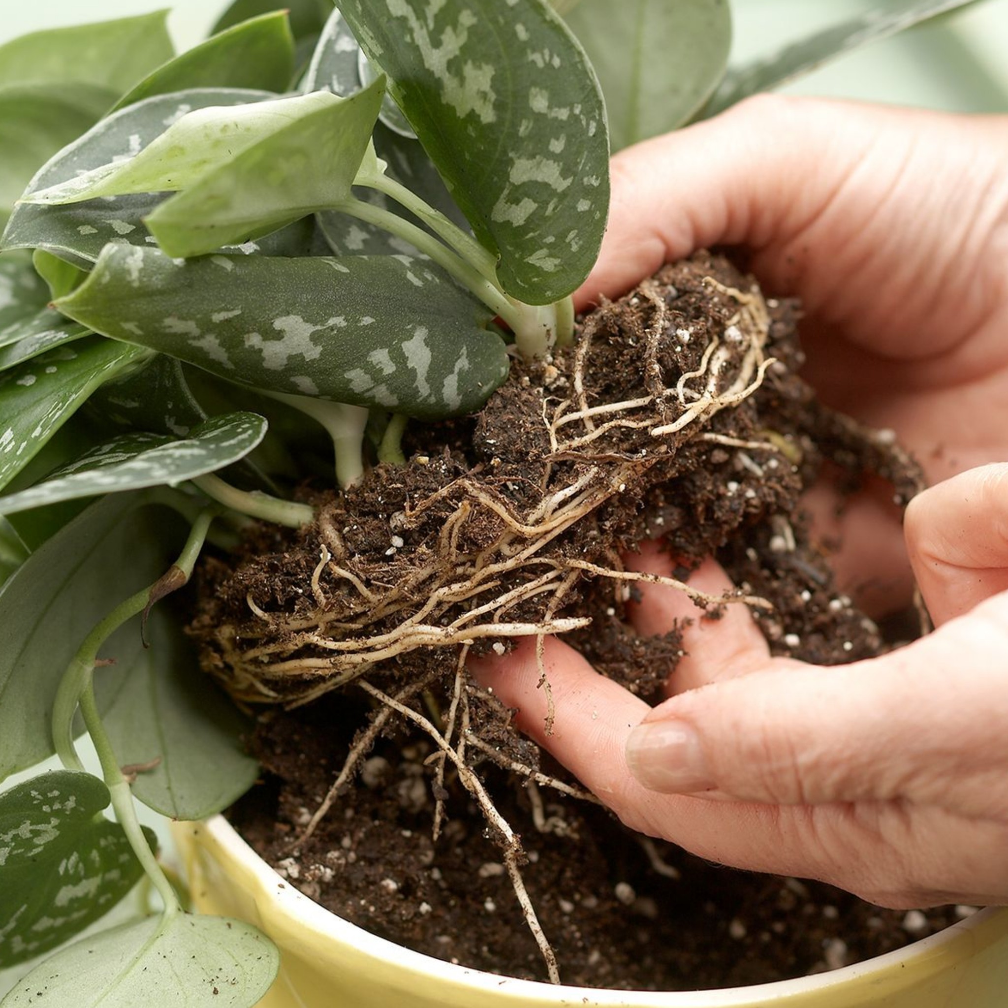 Healing Garden: A Perspective from a Healthy Ecosystem
