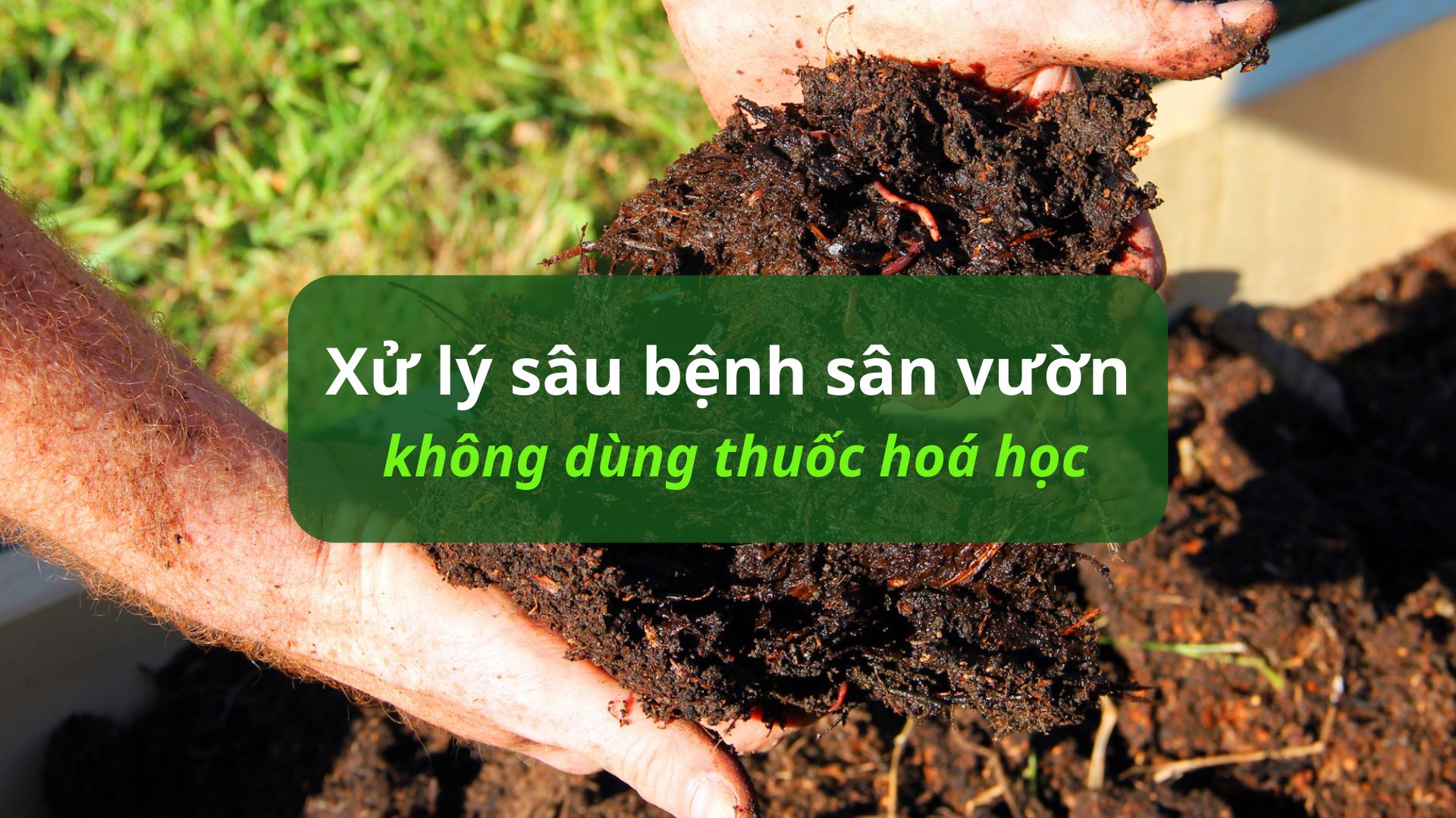 xử lý sâu bệnh sân vườn không dùng thuốc hoá học