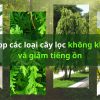 Top các loại cây lọc không khí và giảm tiếng ồn