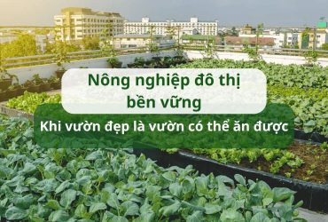 Nông nghiệp đô thị bền vững: Khi vườn đẹp là vườn có thể ăn được