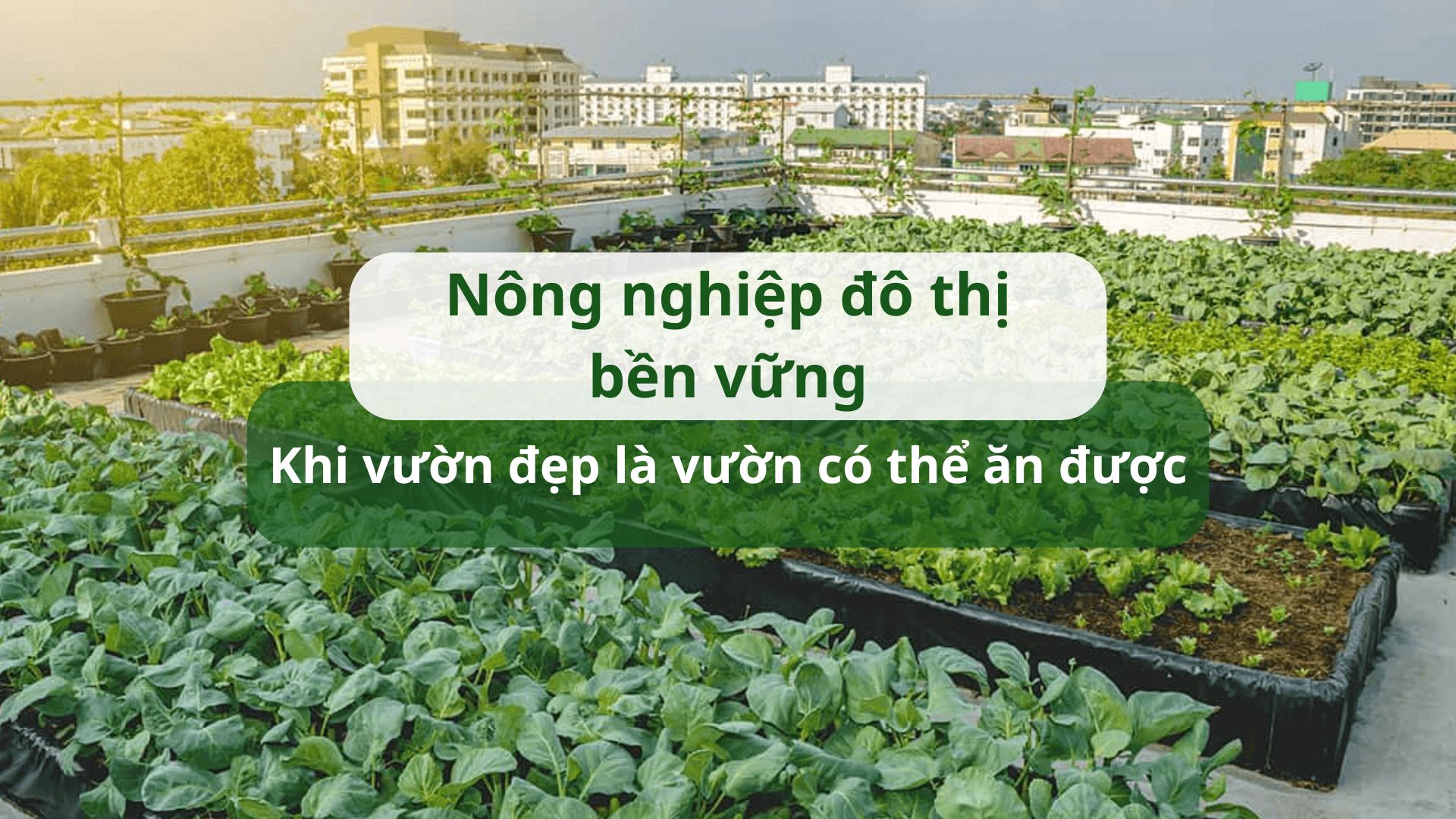 Nông nghiệp đô thị bền vững: Khi vườn đẹp là vườn có thể ăn được