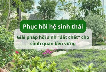Phục hồi hệ sinh thái sân vườn: Giải pháp hồi sinh "đất chết" cho cảnh quan bền vững
