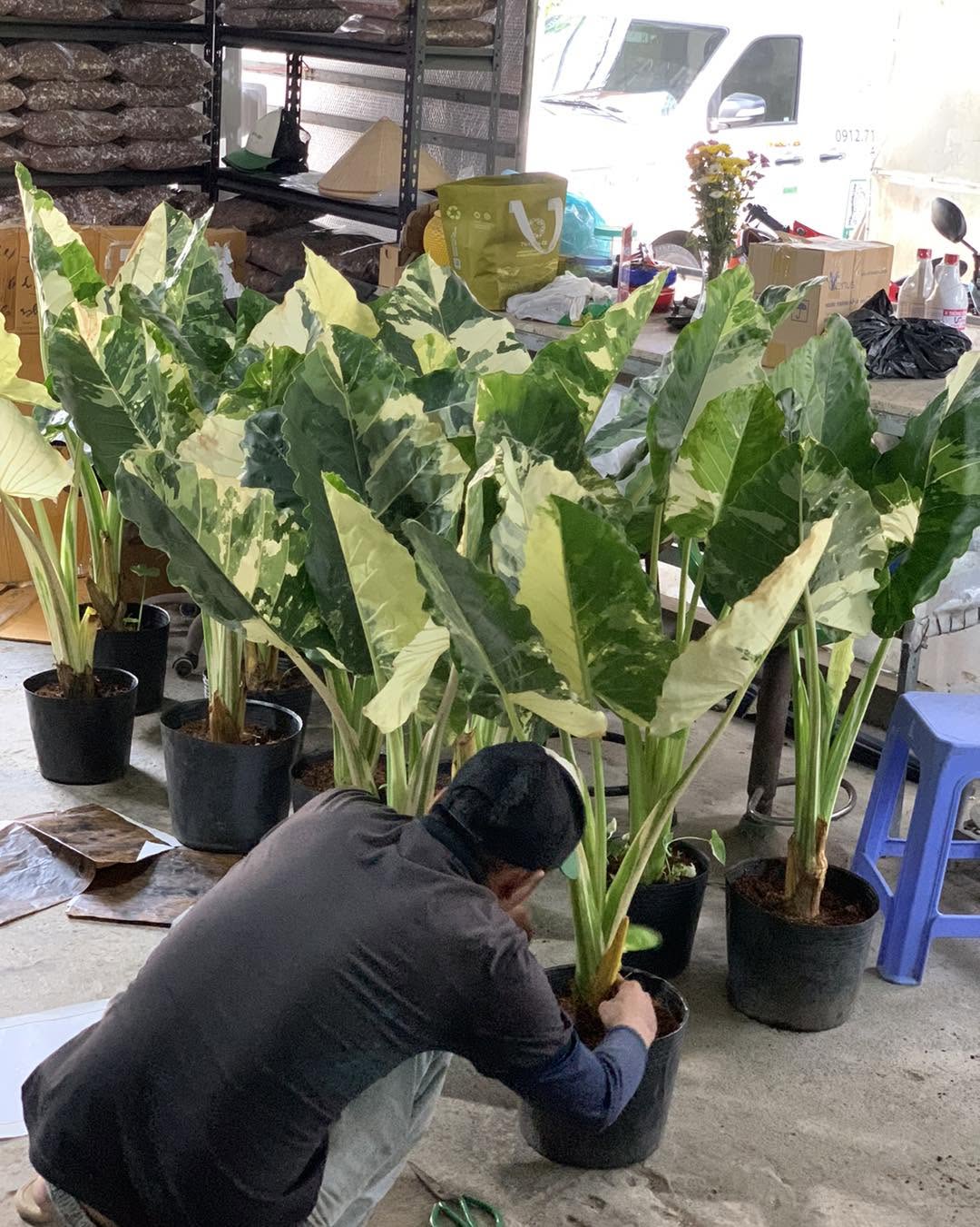 quy trình bảo dưỡng vườn an toàn