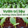 Therapeutic gardens and urban healing trends: Where organic nature revives health.