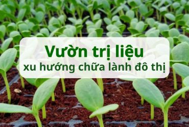Vườn trị liệu và xu hướng chữa lành đô thị: Khi thiên nhiên hữu cơ hồi sinh sức khỏe