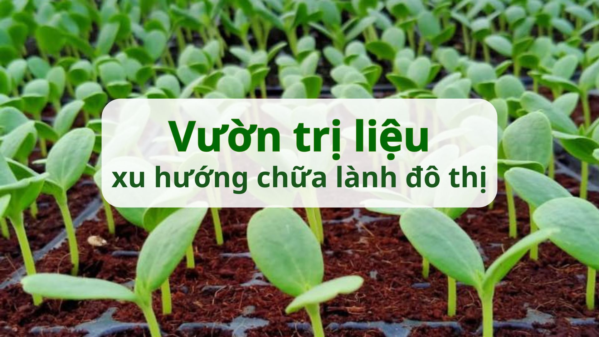 Therapeutic gardens and urban healing trends: Where organic nature revives health.